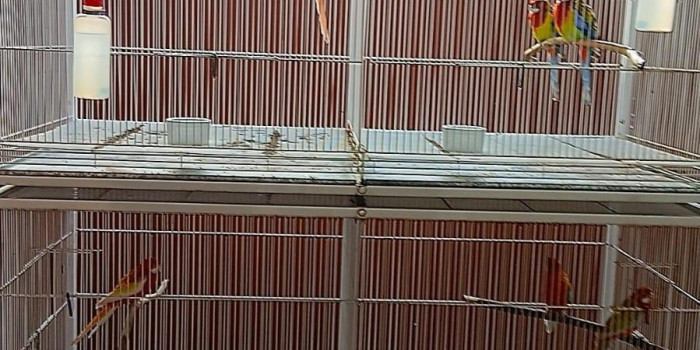 Disponível ROSELA EXIMIUS E MUTAÇÕES