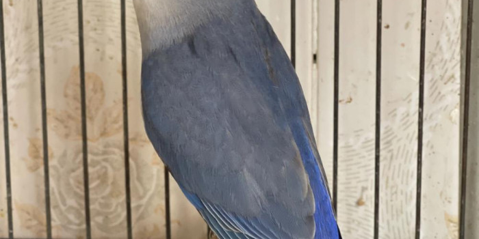 Disponível RED RUMPED E MUTAÇÕES