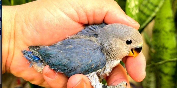 Disponível AGAPORNIS ROSEICOLLIS E MUTAÇÕES