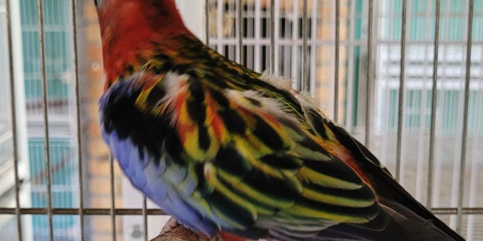 Disponível ROSELA EXIMIUS E MUTAÇÕES