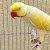 Ringnecks Mansos e para Plantel – Mutações Premium - Foto 10