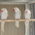 Ringnecks Mansos e para Plantel – Mutações Premium - Foto 4