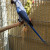 Ringnecks Mansos e para Plantel – Mutações Premium - Foto 5