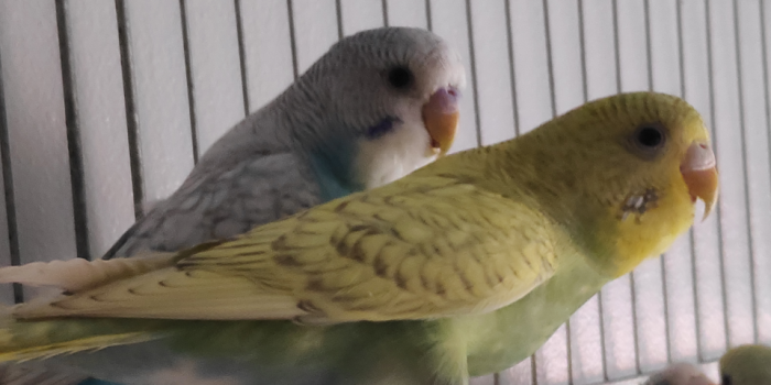 Disponível PERIQUITO AUSTRALIANO Disponível PERIQUITO AUSTRALIANO