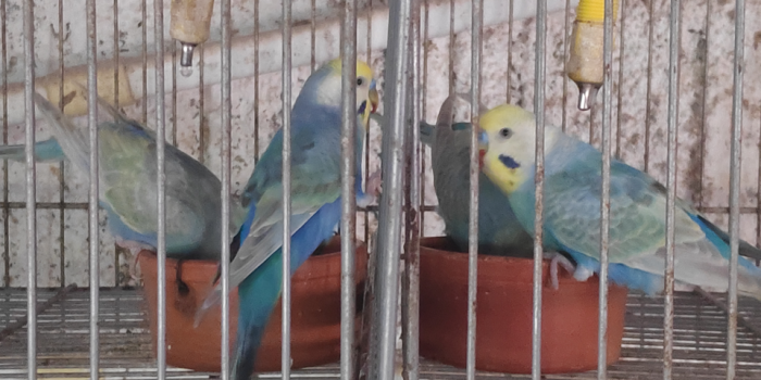 Disponível PERIQUITO AUSTRALIANO Disponível PERIQUITO AUSTRALIANO