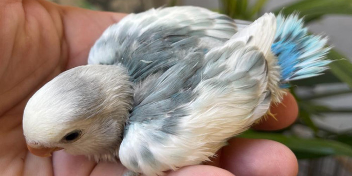 Disponível AGAPORNIS ROSEICOLLIS E MUTAÇÕES Disponível AGAPORNIS ROSEICOLLIS E MUTAÇÕES