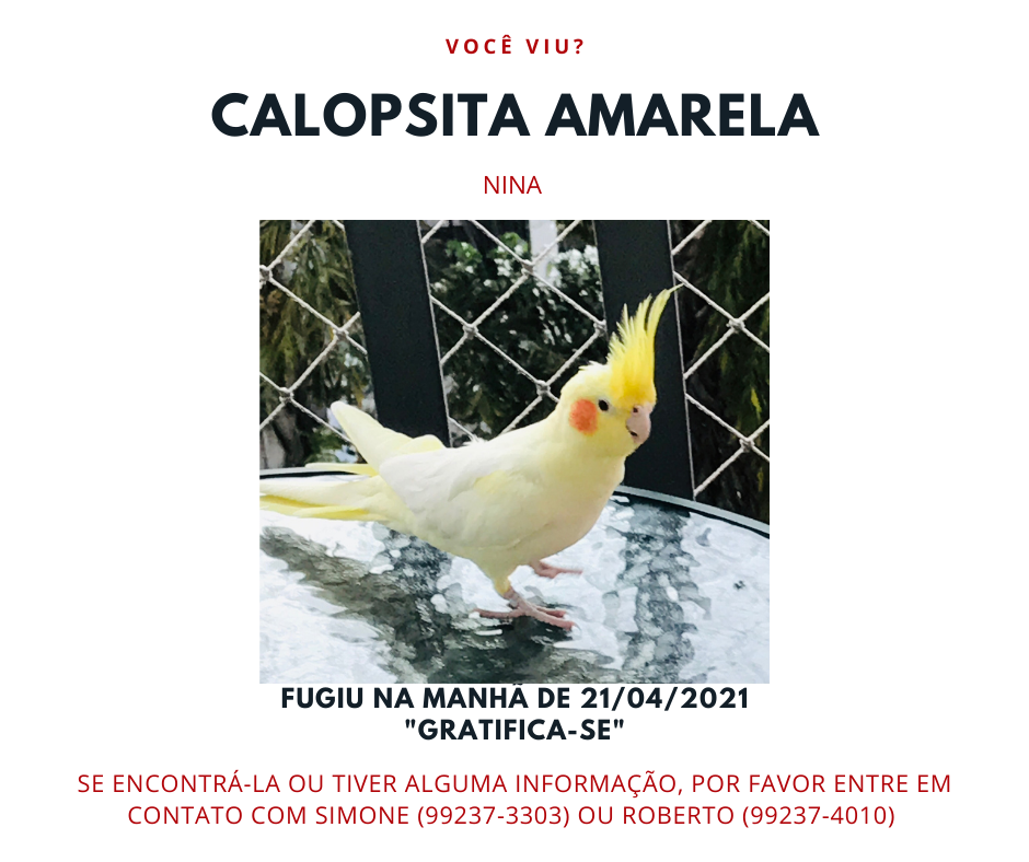 Calopsita Mansa - Campinas/SP - Aves - Campinas - Aves