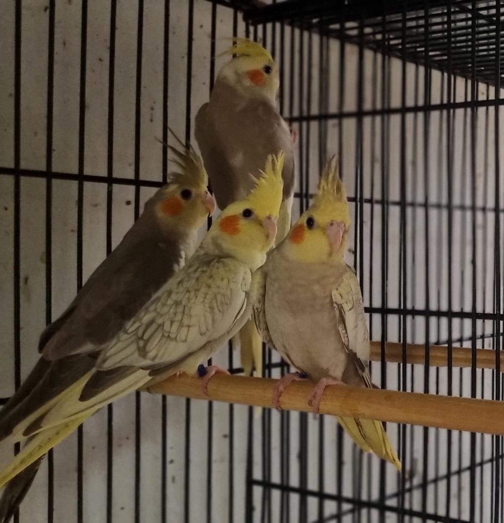 CALOPSITA - Rio de JaneiroRJ mais 26 cidades